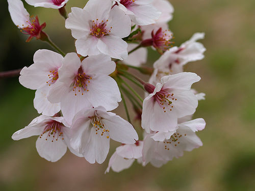 Cherry blossom
