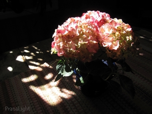 PinkHydrangeas