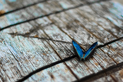 "Blue on Wood" by Kjartan Michalsen via Flickr