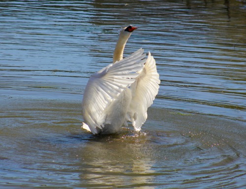 hapful swan