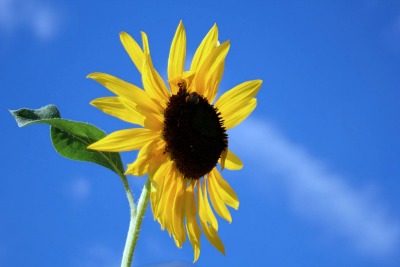 sun flower