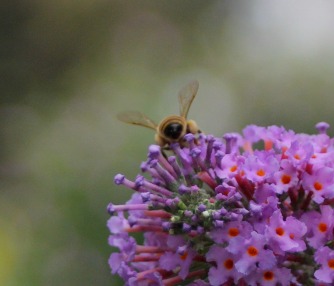 Honeybee small