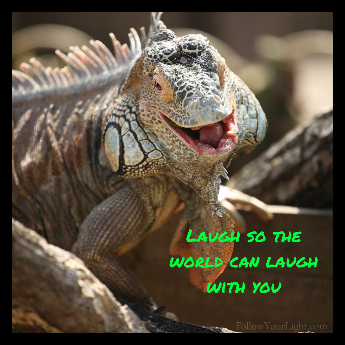 Laugh With The World